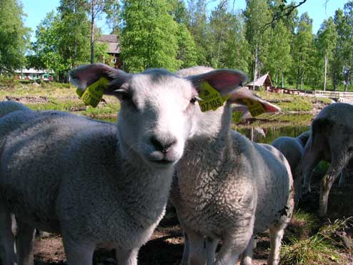 Fåren vid Hörneån